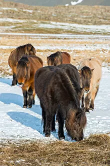 Images Dated 10th March 2015: The crowd of Icelandic horses in winter season