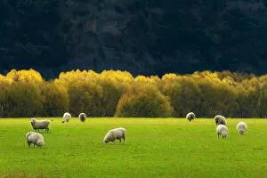 Images Dated 26th April 2016: Crowd of Sheep and the yellow trees in the background
