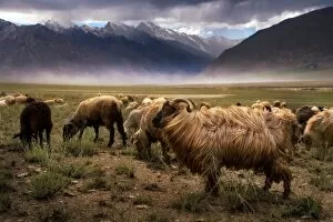 Images Dated 15th July 2015: Crowd Of Sheep at Zanskar valley