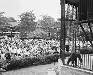 Gorilla Prints: Crowd Watching Caged Gorilla