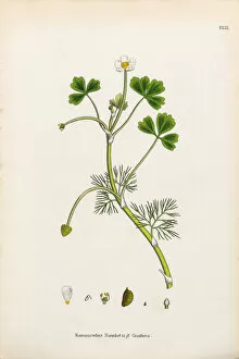 Images Dated 5th January 2017: Crowfoot, Ranunculus Baudotii confusa, Victorian Botanical Illustration, 1863