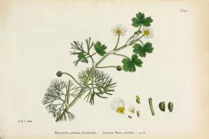 Images Dated 4th January 2017: Crowfoot, Ranunculus floribundus, Victorian Botanical Illustration, 1863