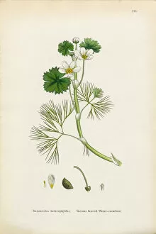 Images Dated 4th January 2017: Crowfoot, Ranunculus heterophyllus, Victorian Botanical Illustration, 1863