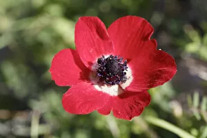 Images Dated 1st April 2013: Crown Anemone, Poppy Anemone or Spanish Marigold -Anemone coronaria-, Cesme Peninsula
