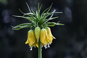 Crown Imperial -Fritillaria imperialis-, yellow flowers, Mainau, Baden-Wurttemberg, Germany