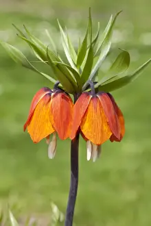 Liliaceae Prints: Crown Imperial Fritillary, Crown Imperial or Kaisers Crown -Fritillaria imperialis- Orange Brilliant