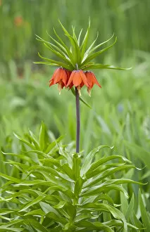 Images Dated 2nd May 2013: Crown Imperial Fritillary -Fritillaria imperialis Rubra-, flowering, Thuringia, Germany