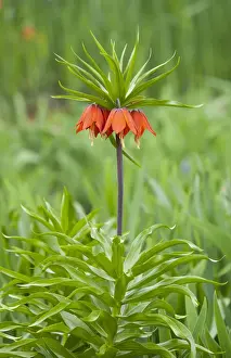 Liliaceae Prints: Crown Imperial Fritillary -Fritillaria imperialis Rubra-, flowering, Thuringia, Germany