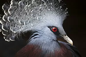 Images Dated 29th April 2019: Crowned Pigeon (Goura cristata) Portrait