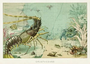 Images Dated 29th October 2018: Crustacean chromolithograph 1896