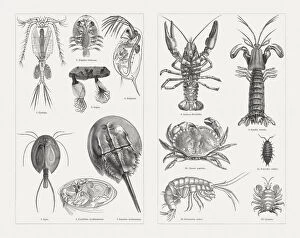 Images Dated 30th August 2018: Crustaceans (Crustacea), wood engravings, published in 1897
