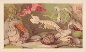 Images Dated 20th July 2015: Crustaceans, lithograph, published in 1868