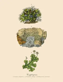 Cryptogam, Algae, Lichens, Mosses, Ferns, Victorian Botanical Illustration