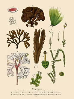 Images Dated 22nd December 2017: Cryptogam, Algae, Lichens, Mosses, Ferns, Victorian Botanical Illustration