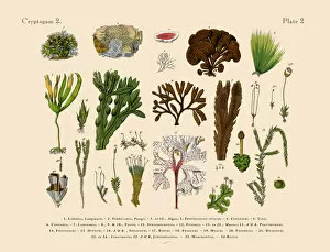 Images Dated 22nd December 2017: Cryptogam, Algae, Lichens, Mosses, Ferns, Victorian Botanical Illustration