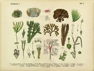 Images Dated 9th March 2016: Cryptogam, Algae, Lichens, Mosses, Ferns, Victorian Botanical Illustration