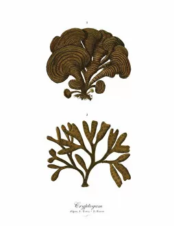 Images Dated 17th February 2019: Cryptogam, Algae, Lichens, Mosses, Ferns, Victorian Botanical Illustration