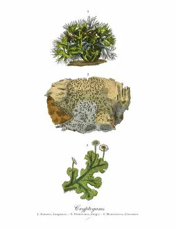 Images Dated 17th February 2019: Cryptogam, Algae, Lichens, Mosses, Ferns, Victorian Botanical Illustration