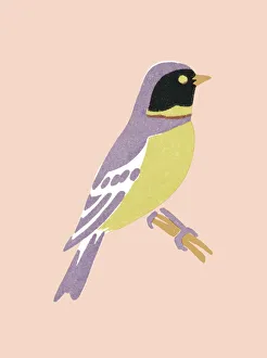Images Dated 22nd April 2015: Bird