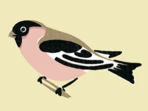 Images Dated 22nd April 2015: Bird