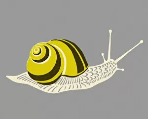 Images Dated 5th October 2012: Snail
