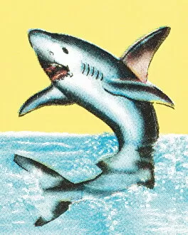 Images Dated 3rd September 2003: Shark