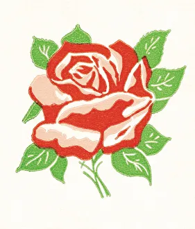 Images Dated 13th October 2003: Rose