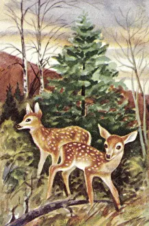 Fawn Prints: Deer