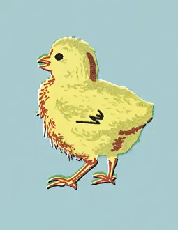 Birdsong Prints: Chick