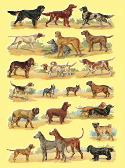 Dogs