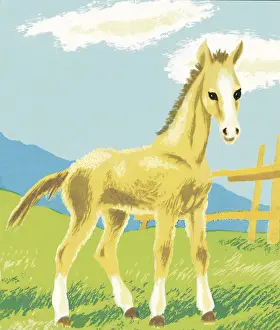Foal