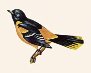 Illustr Prints: Bird
