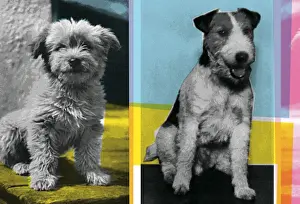 Dogs