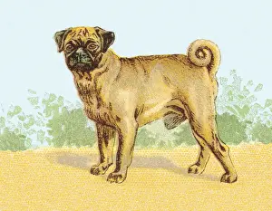 Illustration And Pa Prints: Dog