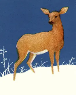 Blue Background Prints: Deer