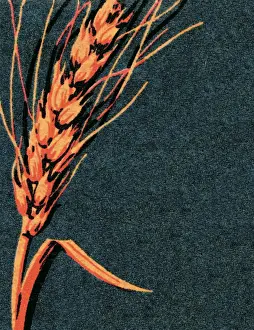 Ilus Prints: Wheat