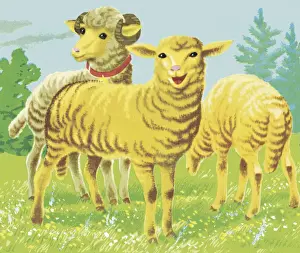 Sheep