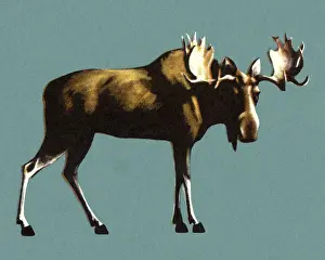 Antler Prints: Moose