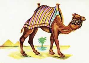 Camel