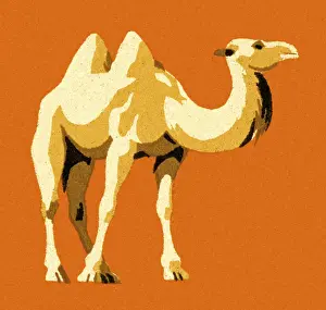 Illustration And Paintin Prints: Camel
