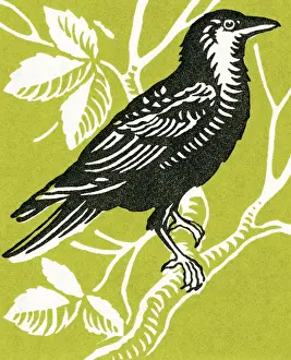 Natur Prints: Bird