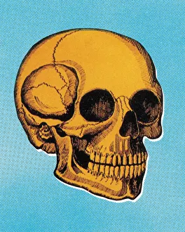 Facial E Prints: Skull