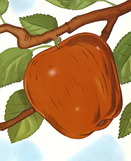 Single Objec Prints: Apple
