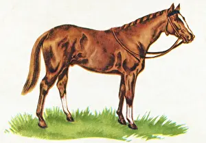 One Anim Prints: Horse