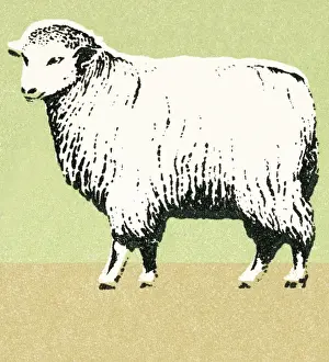 Sheep