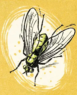 Pop A Prints: Fly
