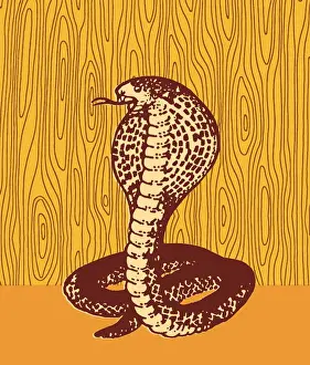 Cobra Prints: Snake