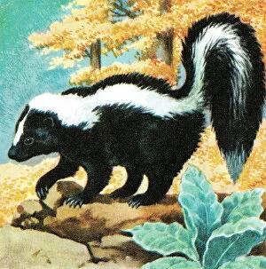 Images Dated 22nd August 2003: Skunk