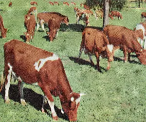 Grazing Prints: Cows
