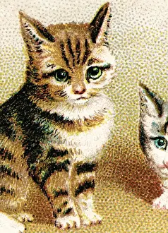 Fluffy Prints: Kitty